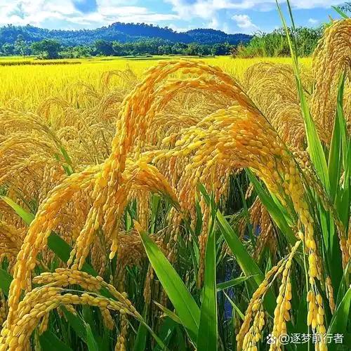 .幸福家庭