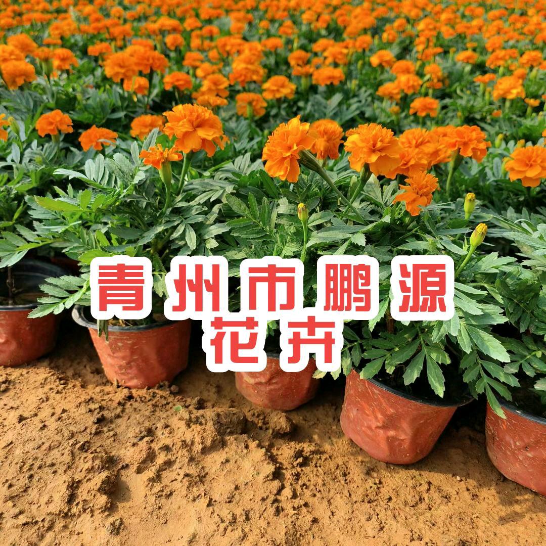 青州鹏源花卉