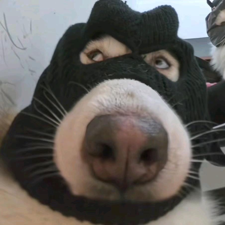 超级爱吃小饼干