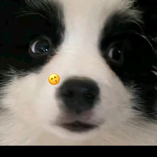 发呆小🐟