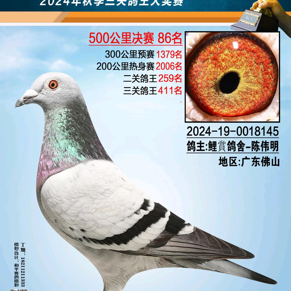 广东赛鸽公棚代理