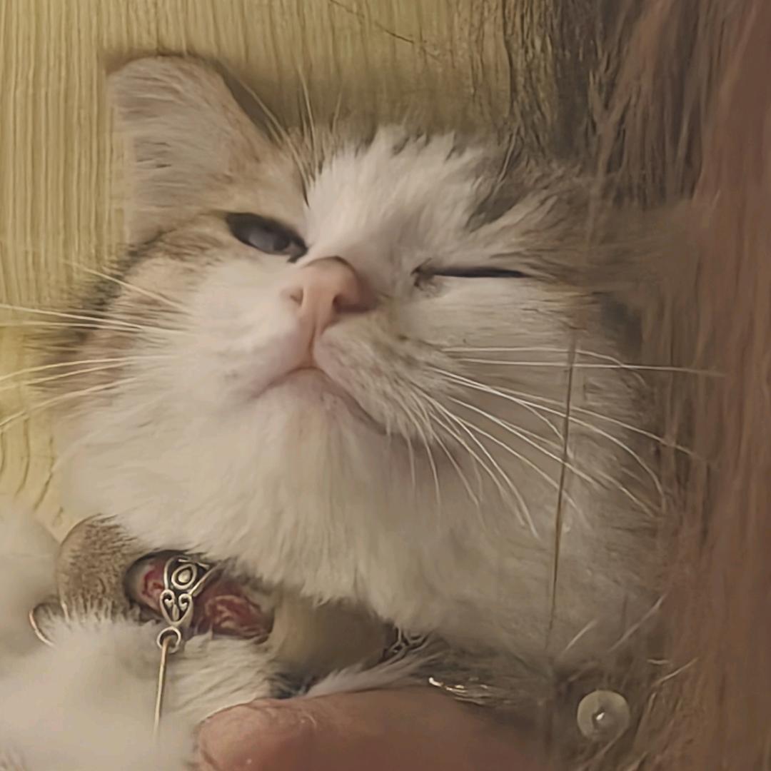 宏业通讯忘川宠粉号