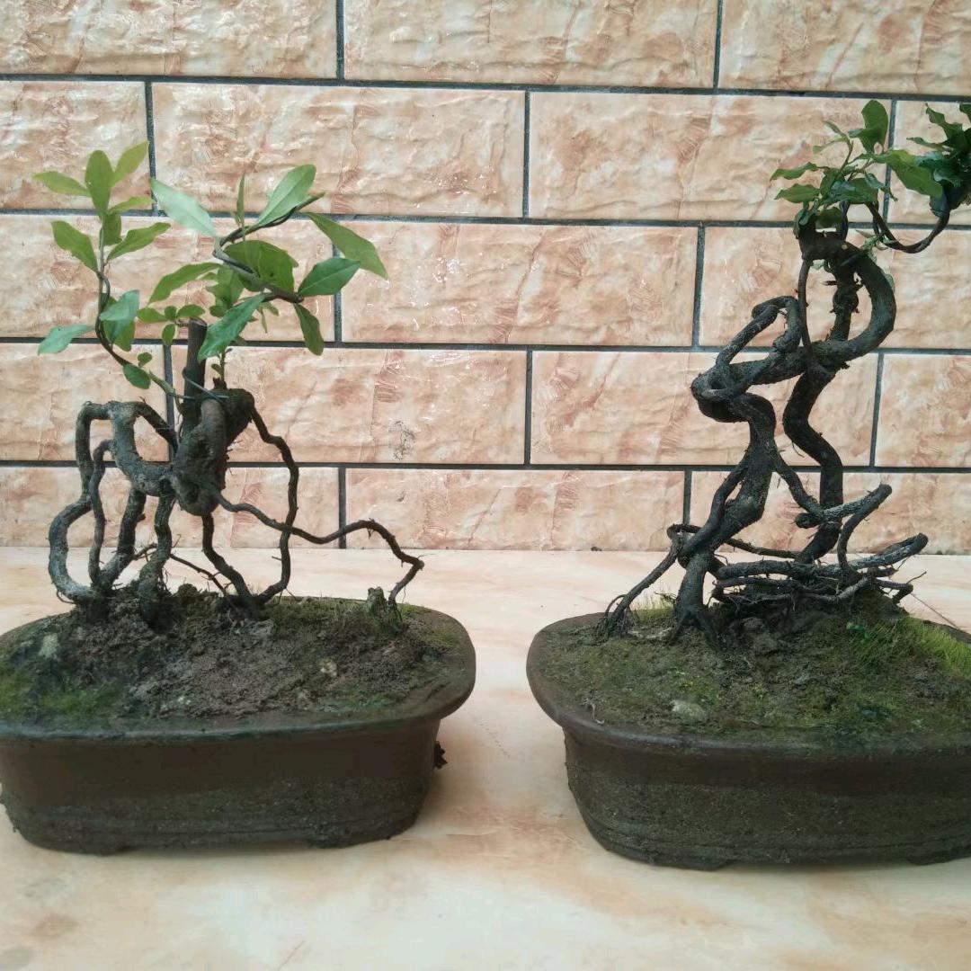 小品金弹子甄选