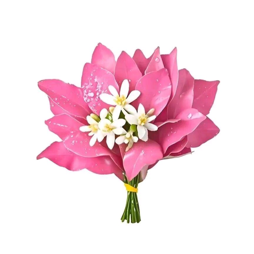 小西姬