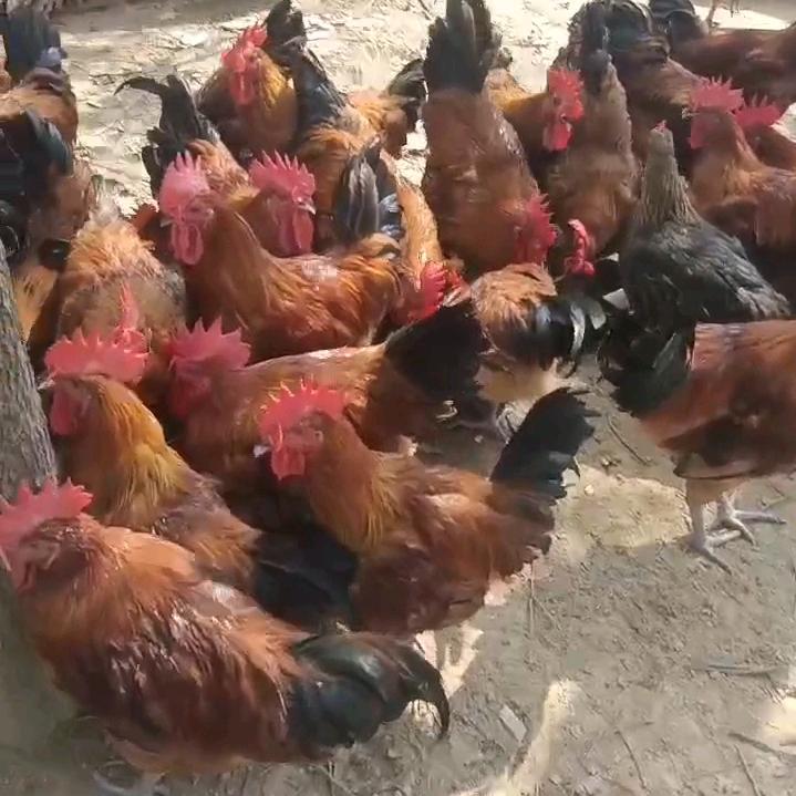 黄旭家禽批发零售