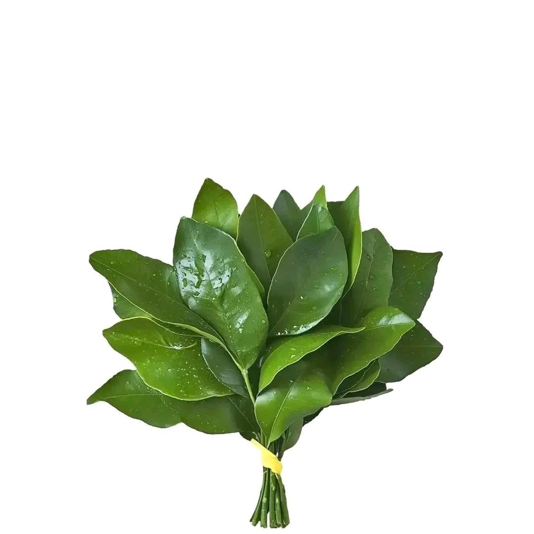 桀骜不驯的小丫头