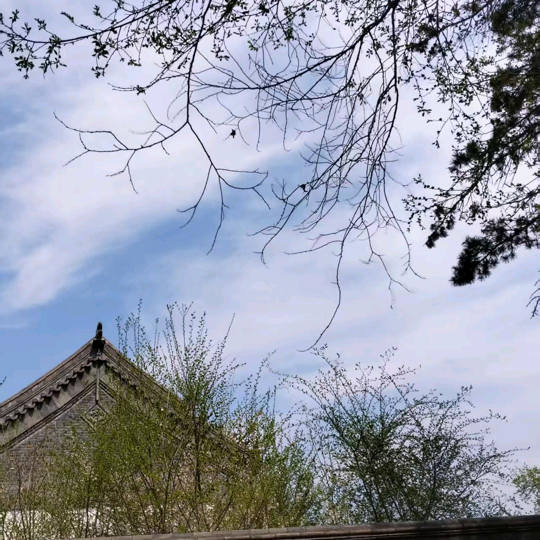 鳯