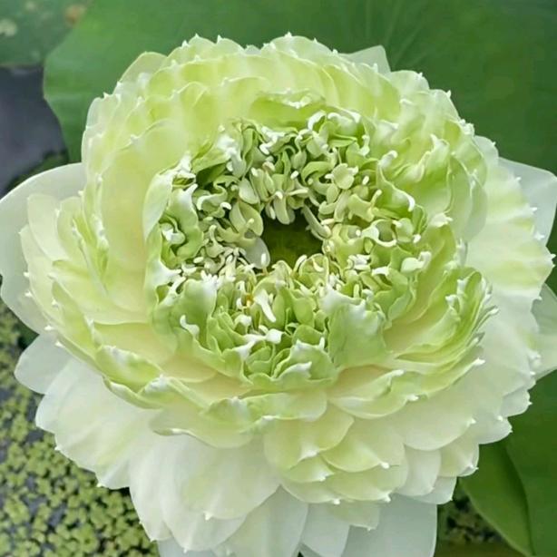 白洋淀水生植物种植销售。地笼。