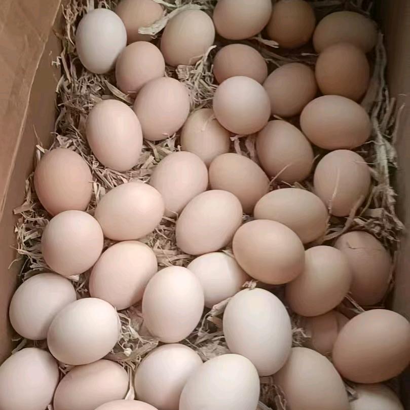 纯农村笨鸡蛋