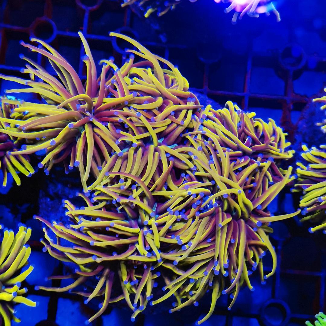 珊瑚海洋软体珊瑚专场