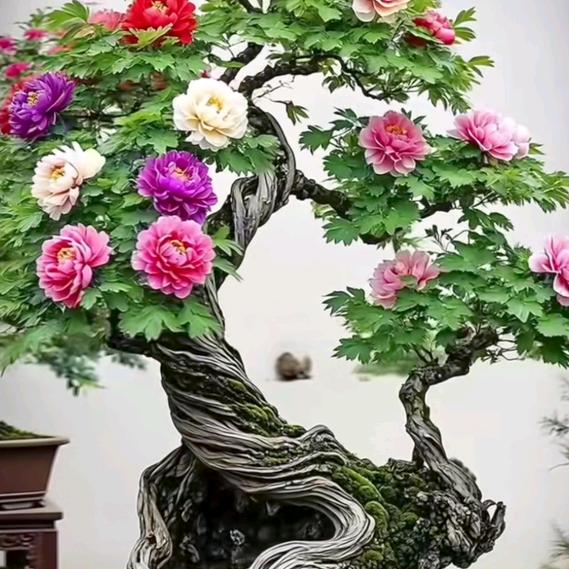 花魅儿（橱窗好物）