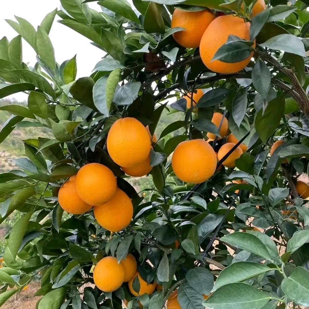 当季直达水果蔬菜(奉节脐橙)