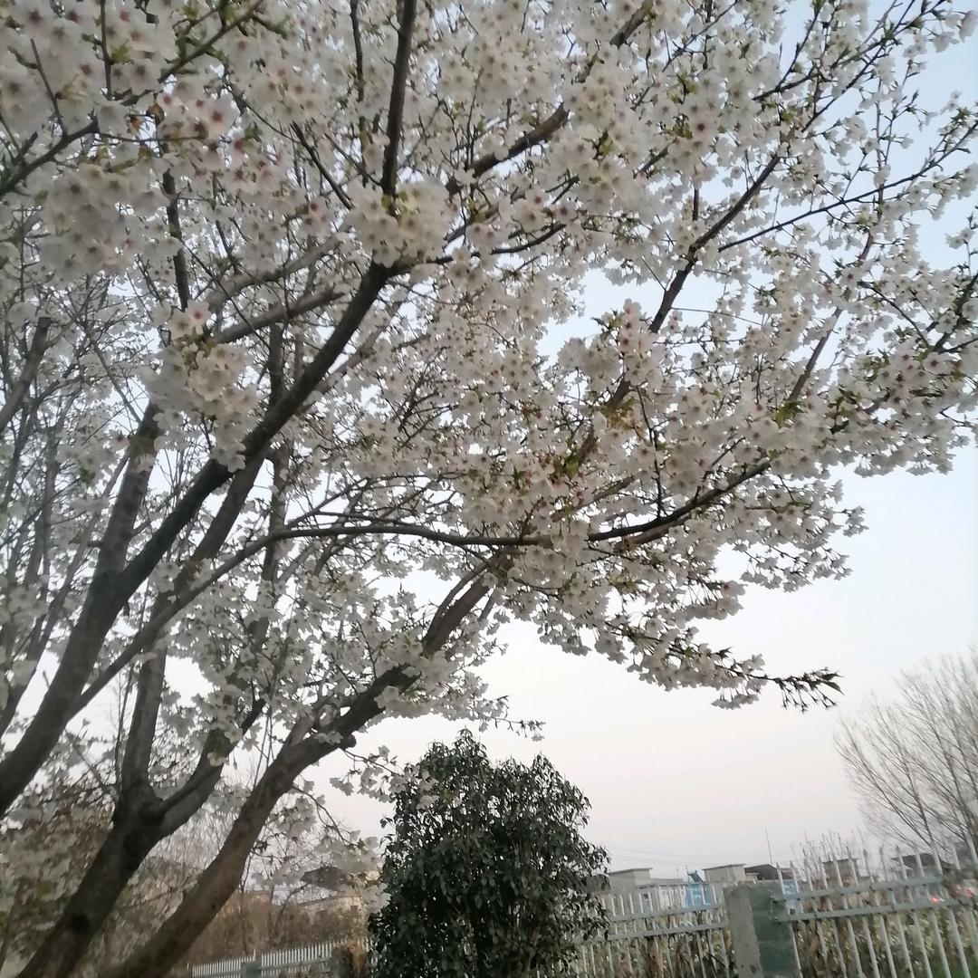 爱你一生