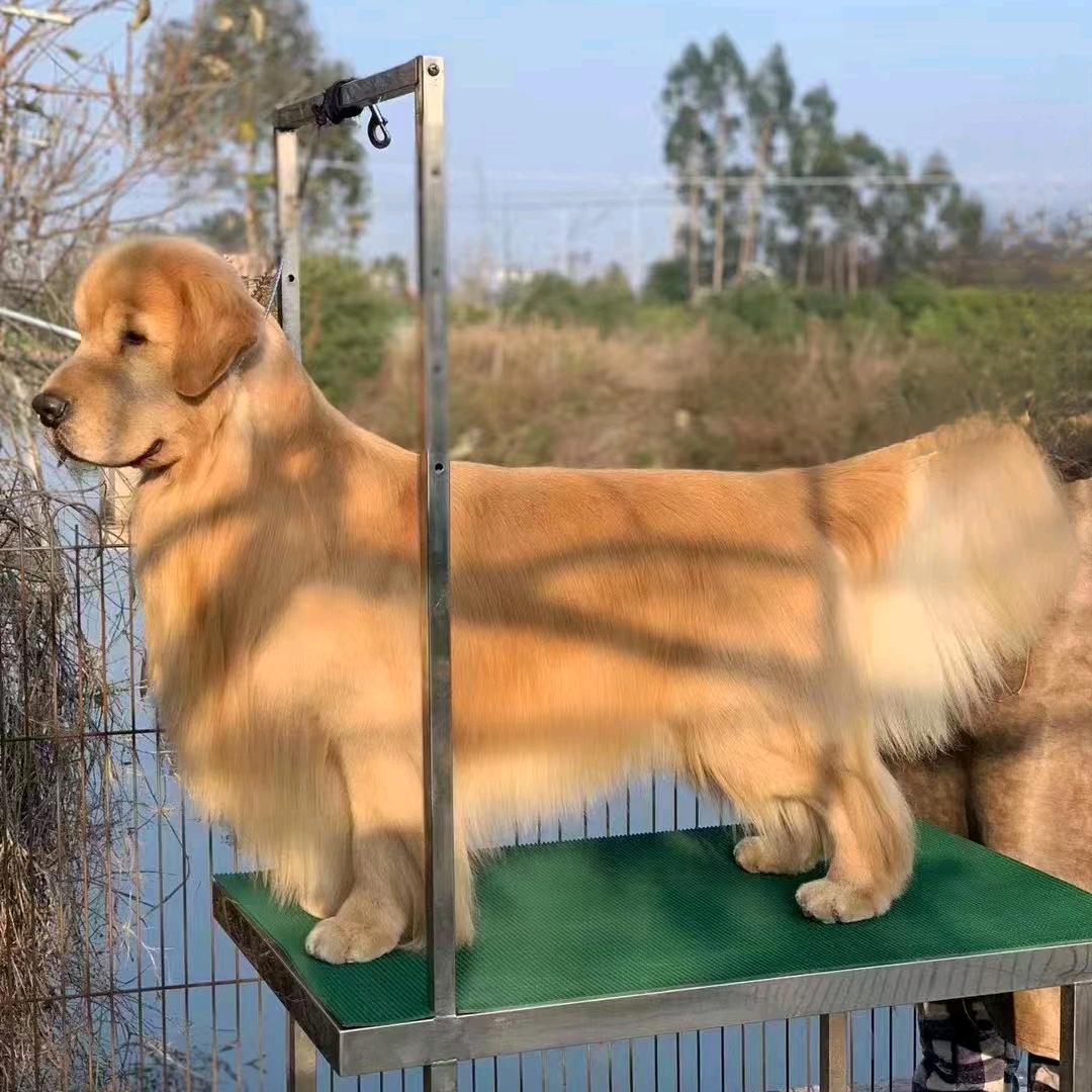 武安市闪耀犬舍（CKU认证犬舍）