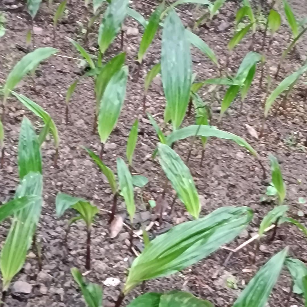 种植药材的大姐
