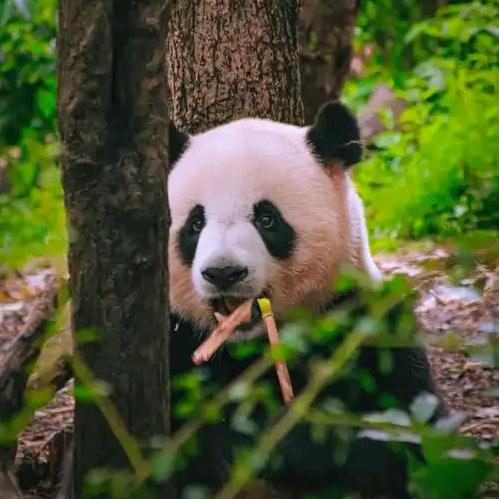 成都一日游熊猫基地都江堰青城山团购一日游