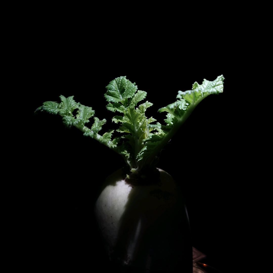 路见者（生与活）