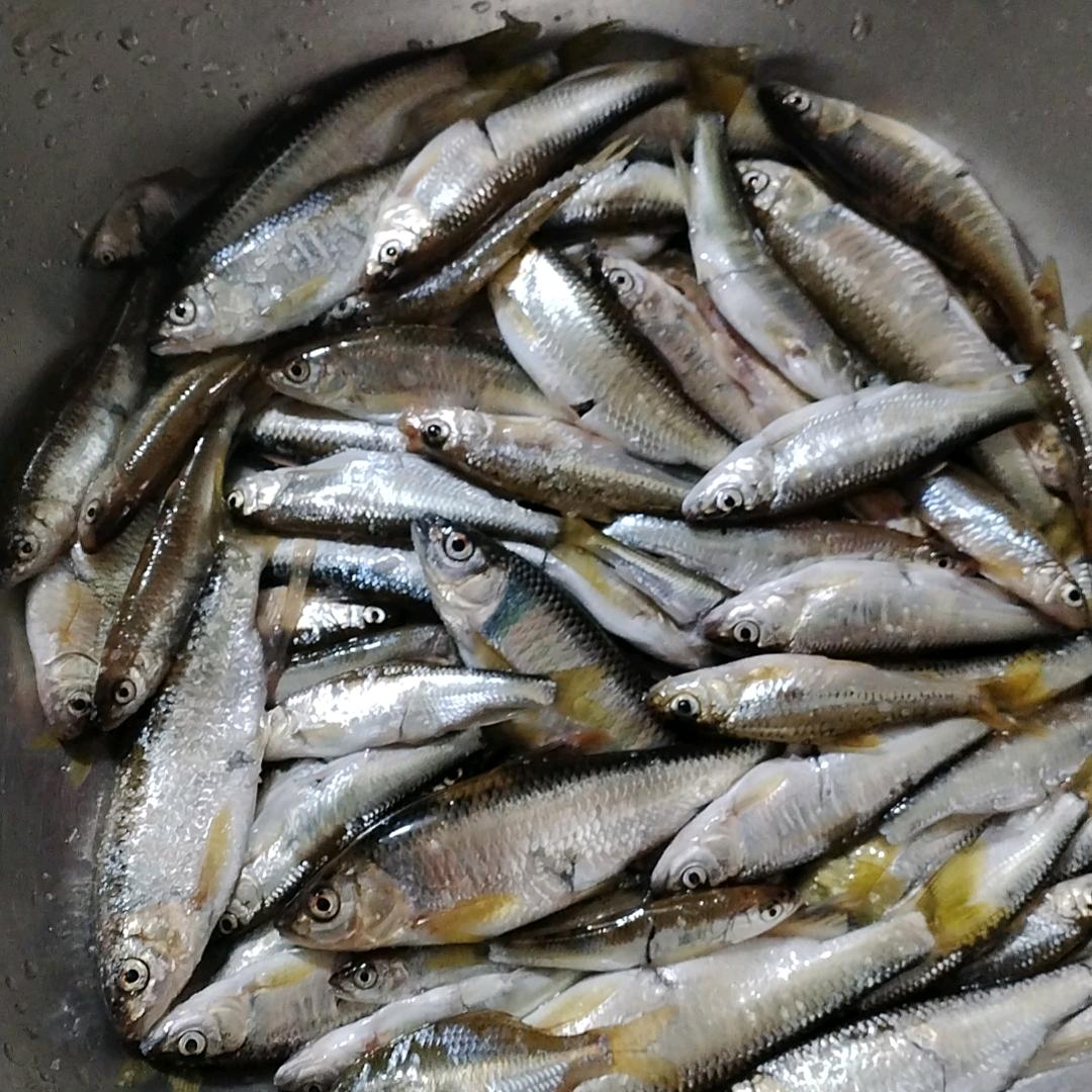 微物路亚—东北大伟