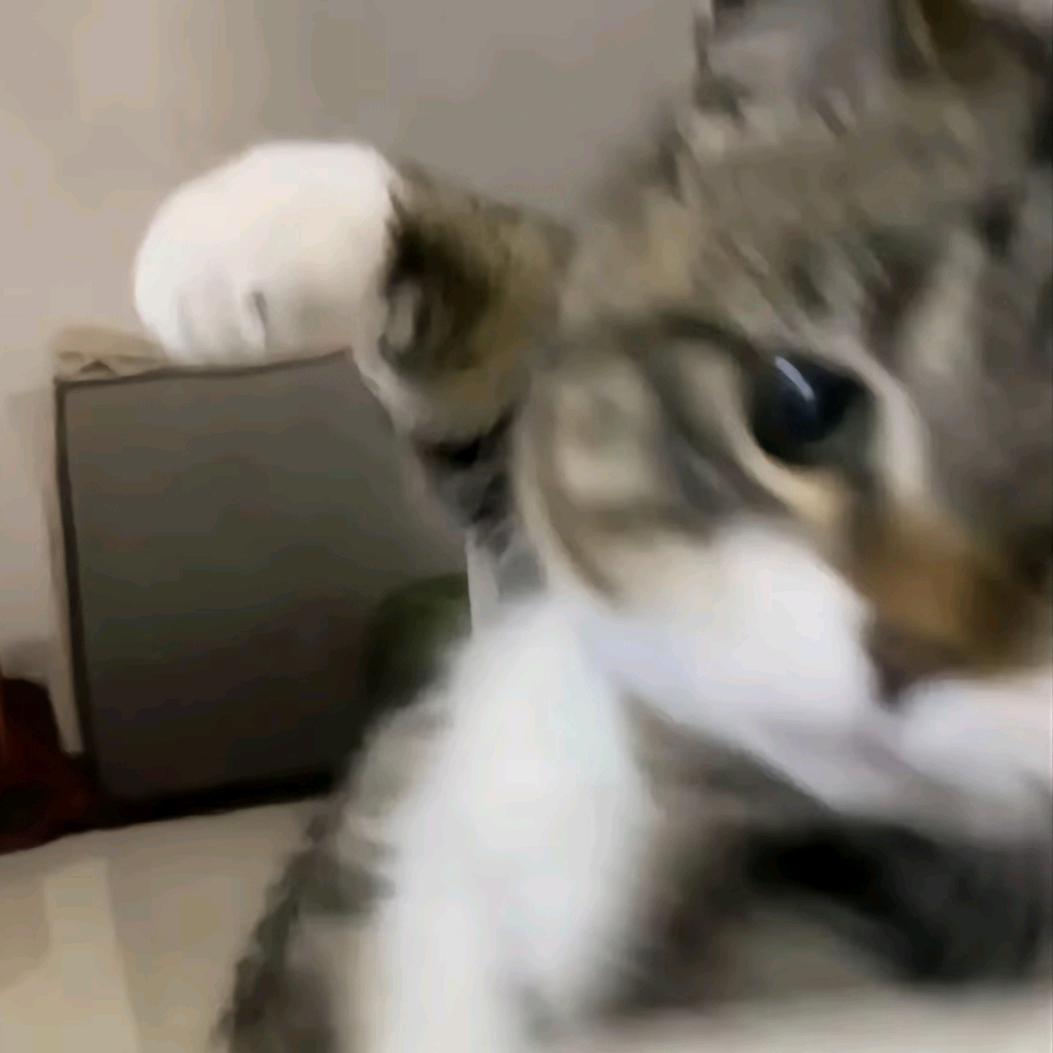 今天吃饭了吗