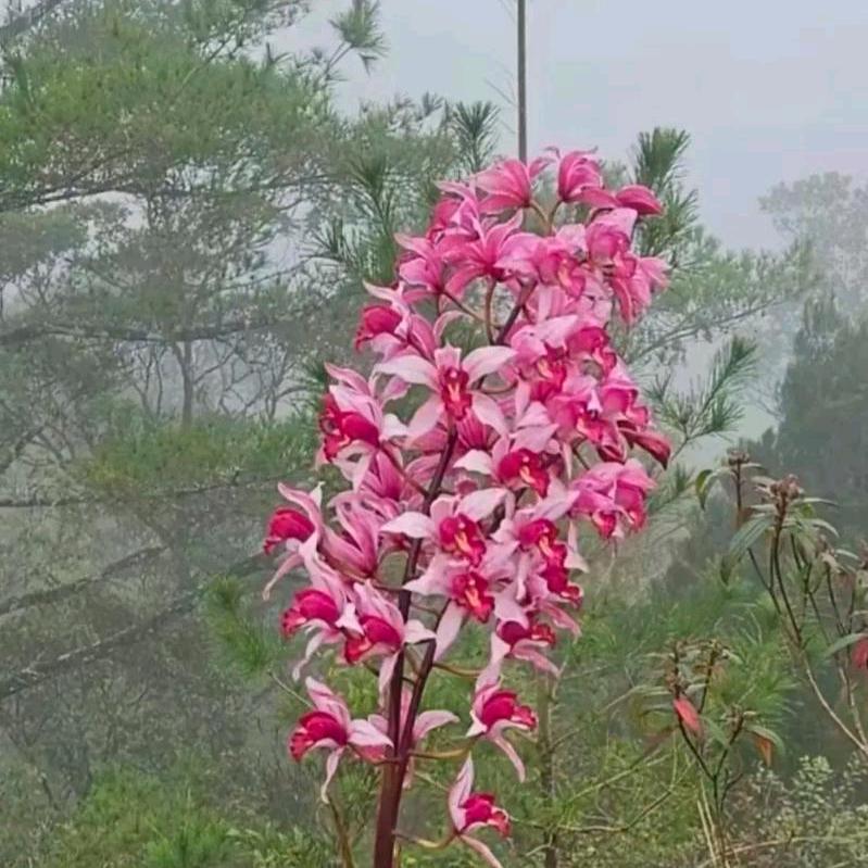 赵氏兰花铺