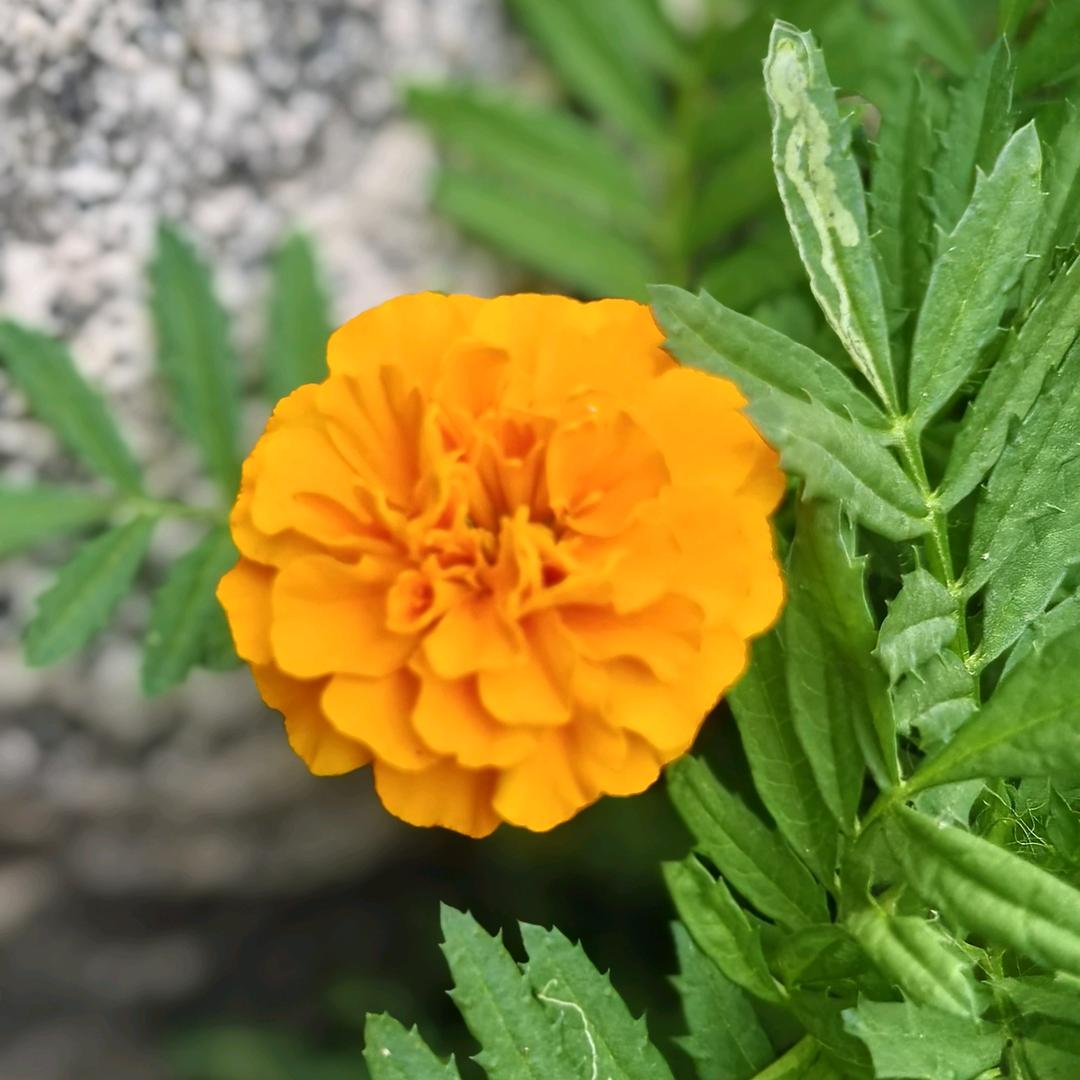 紫薇花