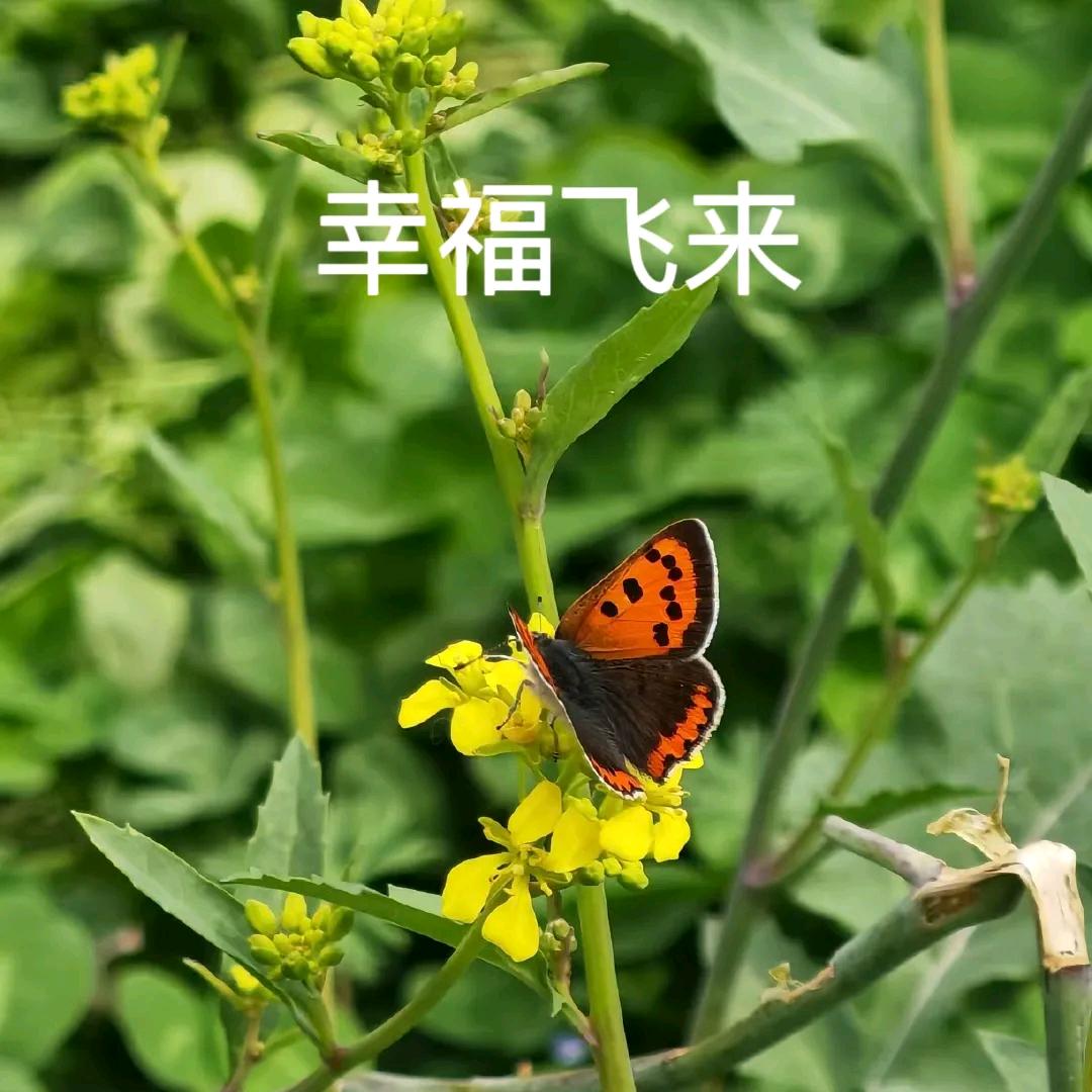 花开富贵。头像