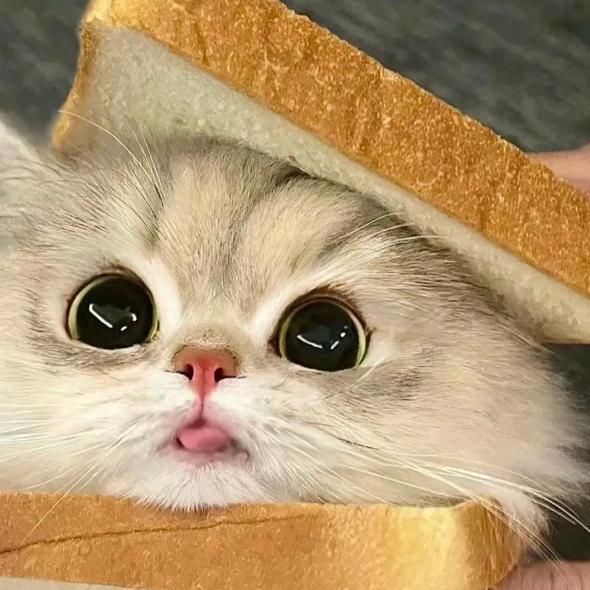 猫猫咪