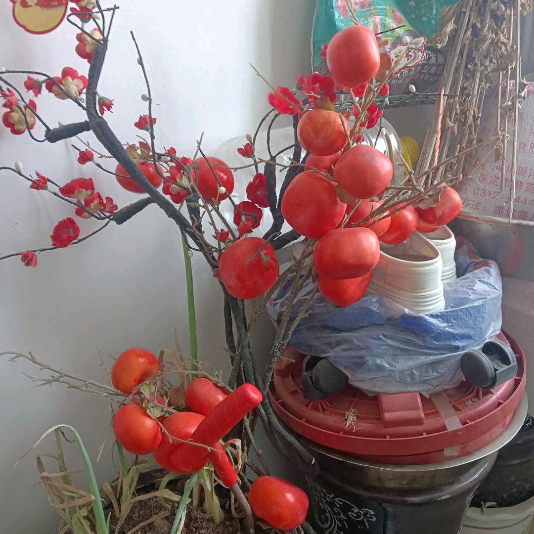 初夏的向日葵🌻