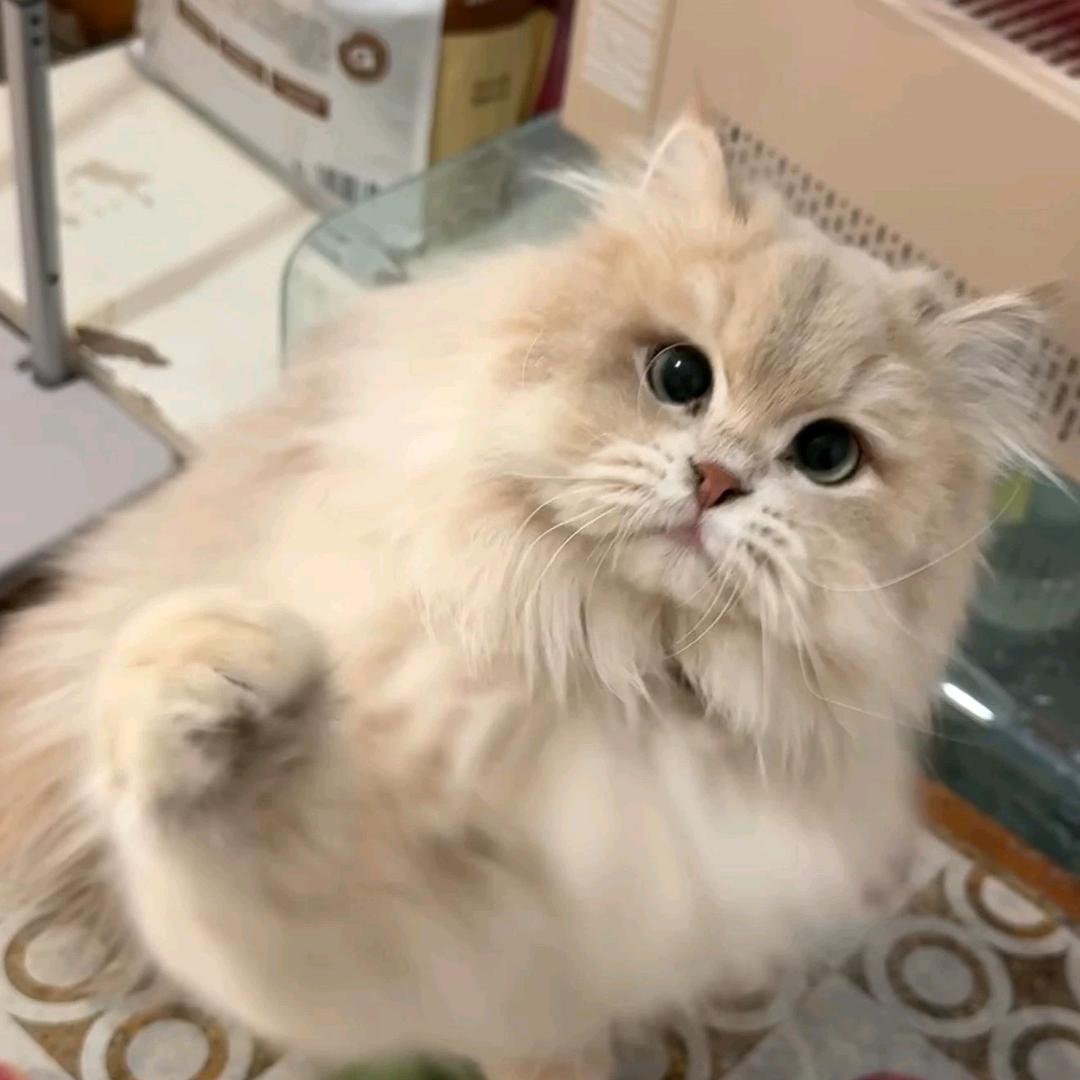一只猫🐱