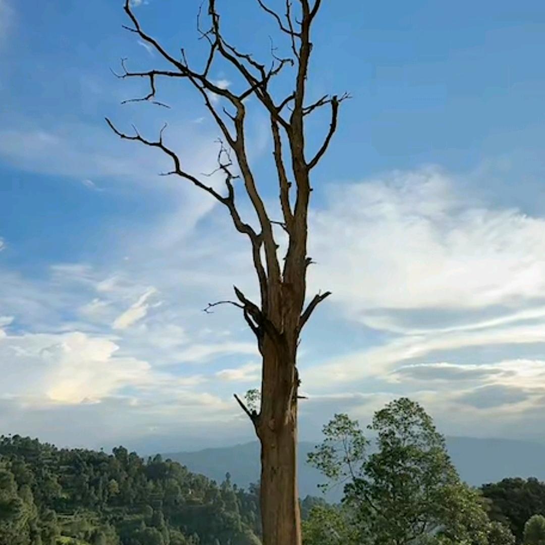 沙窝里的刺扎扎