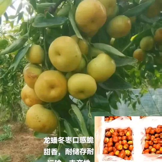 沾化区曹庙冬枣基地