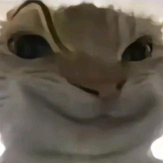 嘤嘤嘤ㅤ