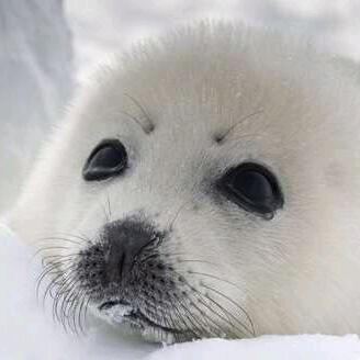 雪中的海豹