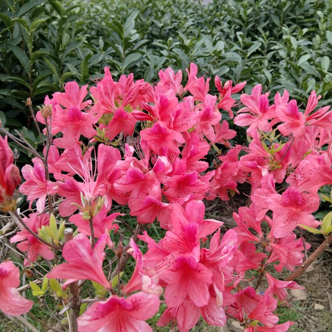 风雨彩虹