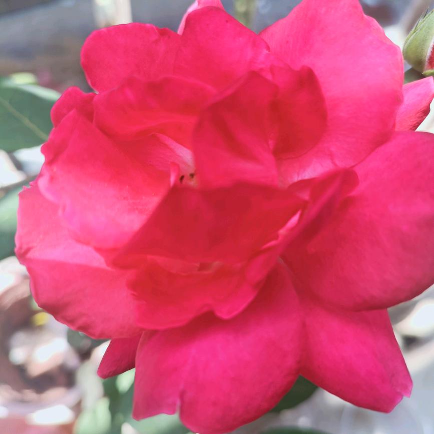 幸福满🈵❤️🍎