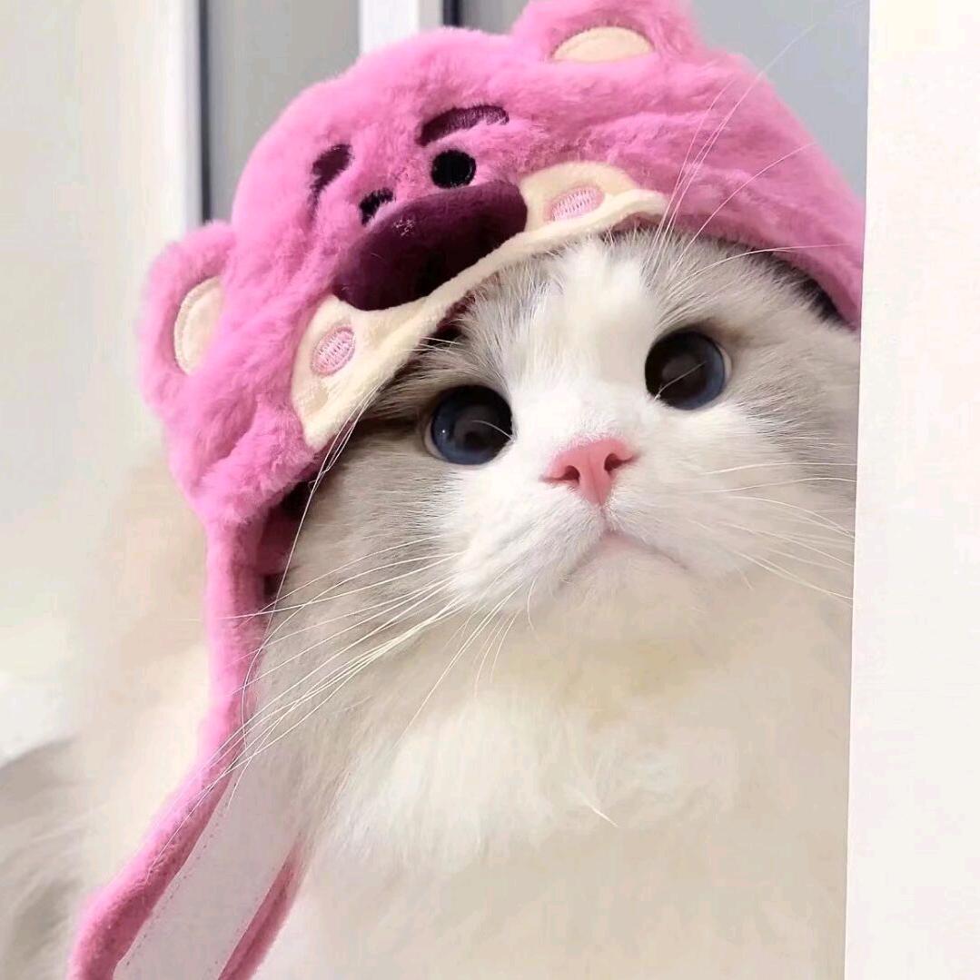 小呆呆
