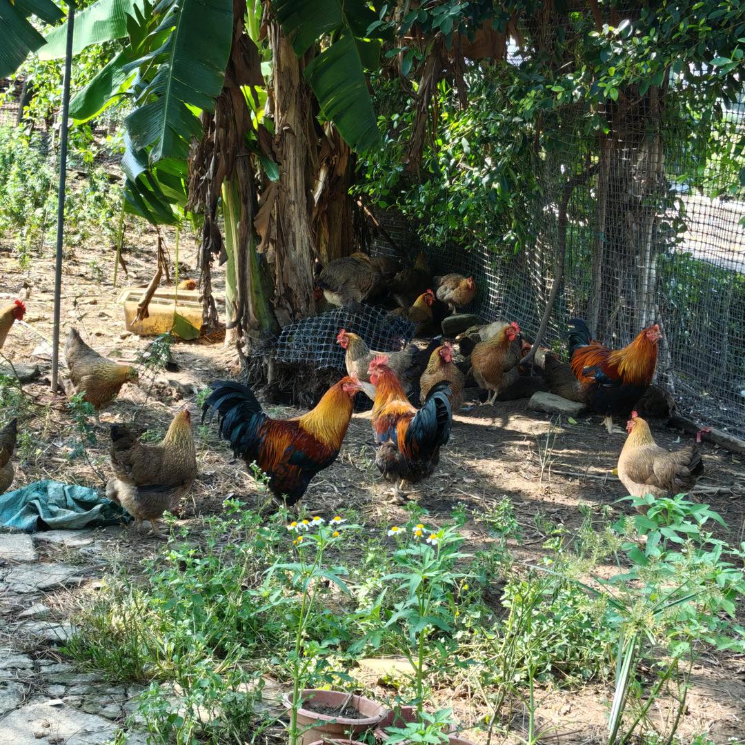 沙湾农场-直供果园走地鸡鹅鸭