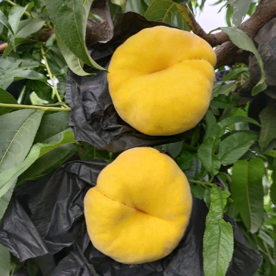 龙山瑶池黄桃园