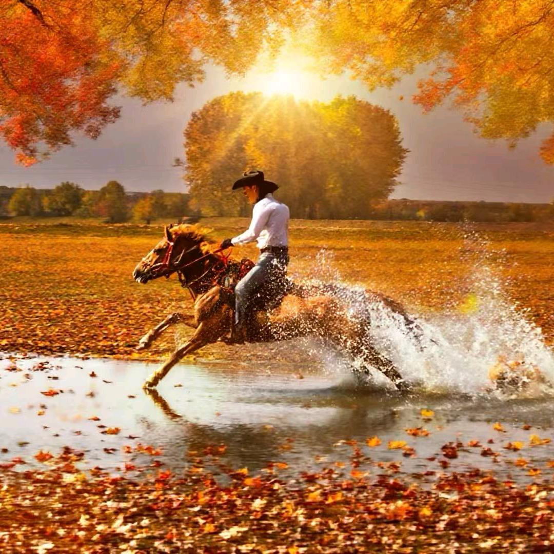 风景在路上星河牧场宠粉号