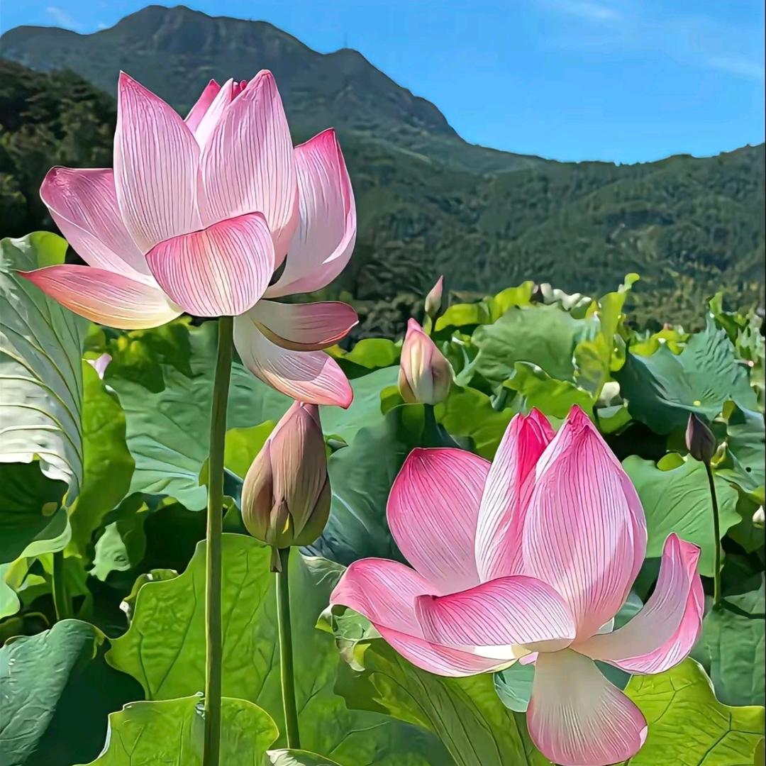 杭杭有好货