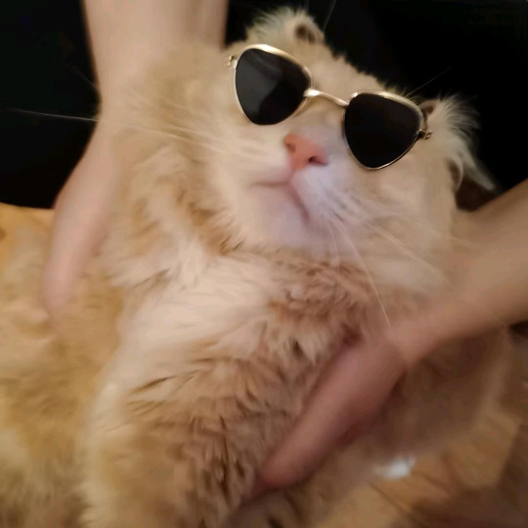 王三胖的快乐时光