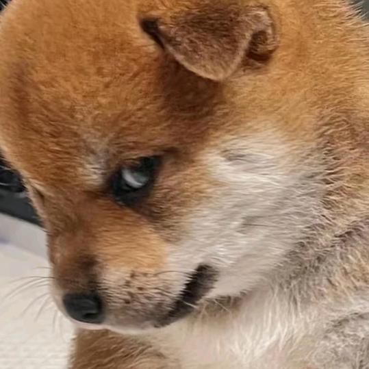 昌穎《小号拍日常》