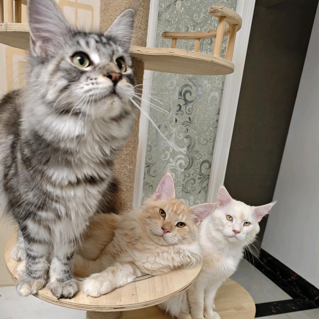 醉听风雨猫猫乐