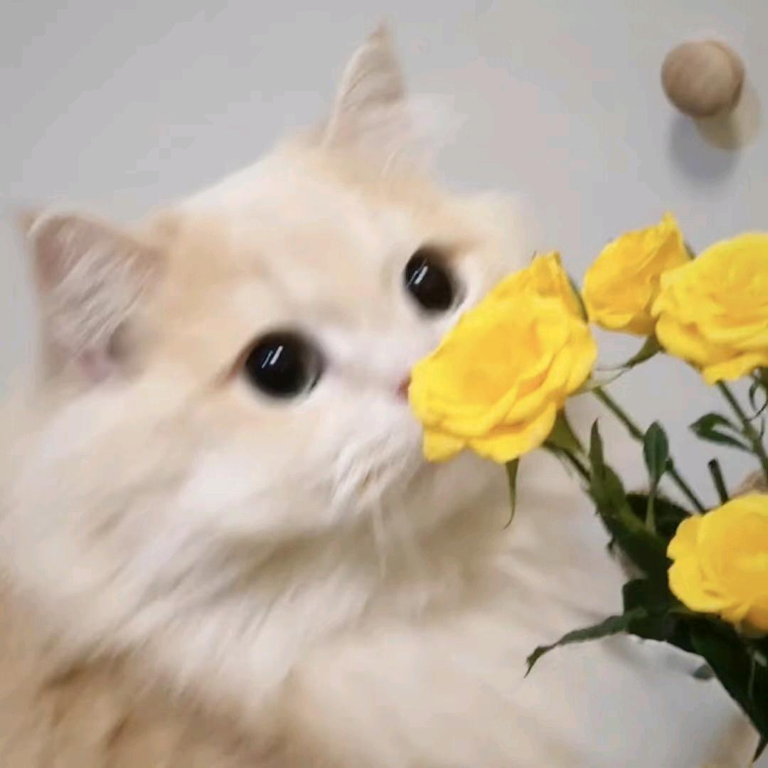 圆桦