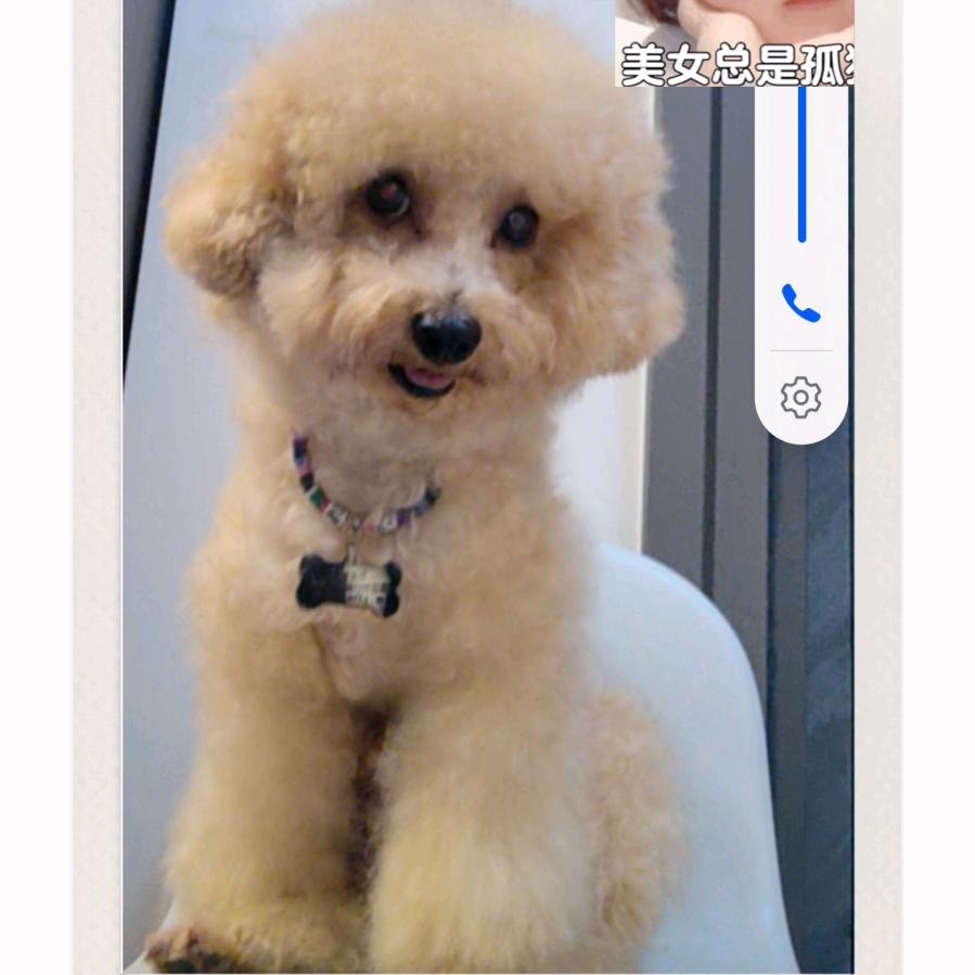 米奇是只小体泰迪