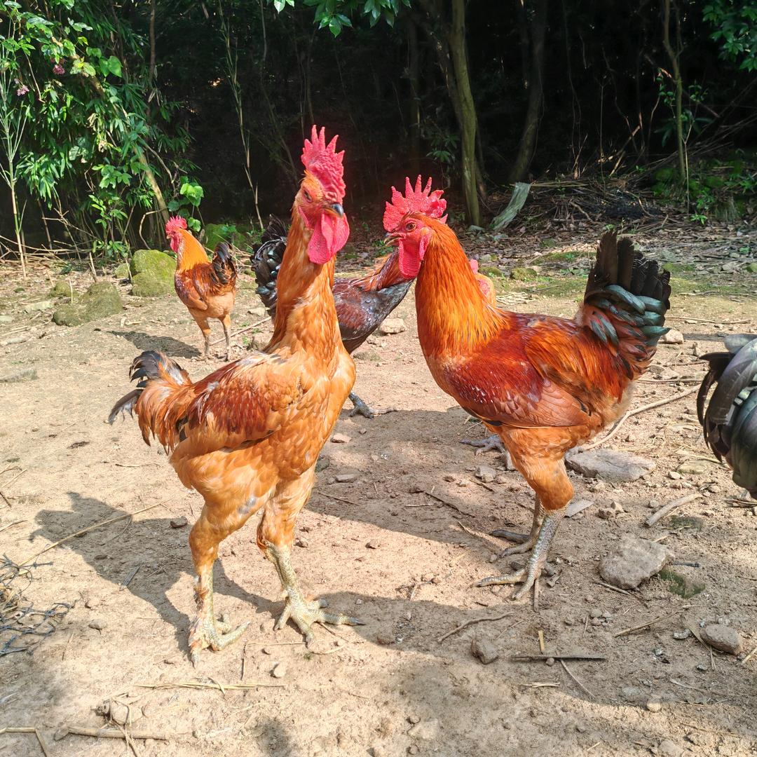 苍南县瑶坑生态养殖基地（小陈）