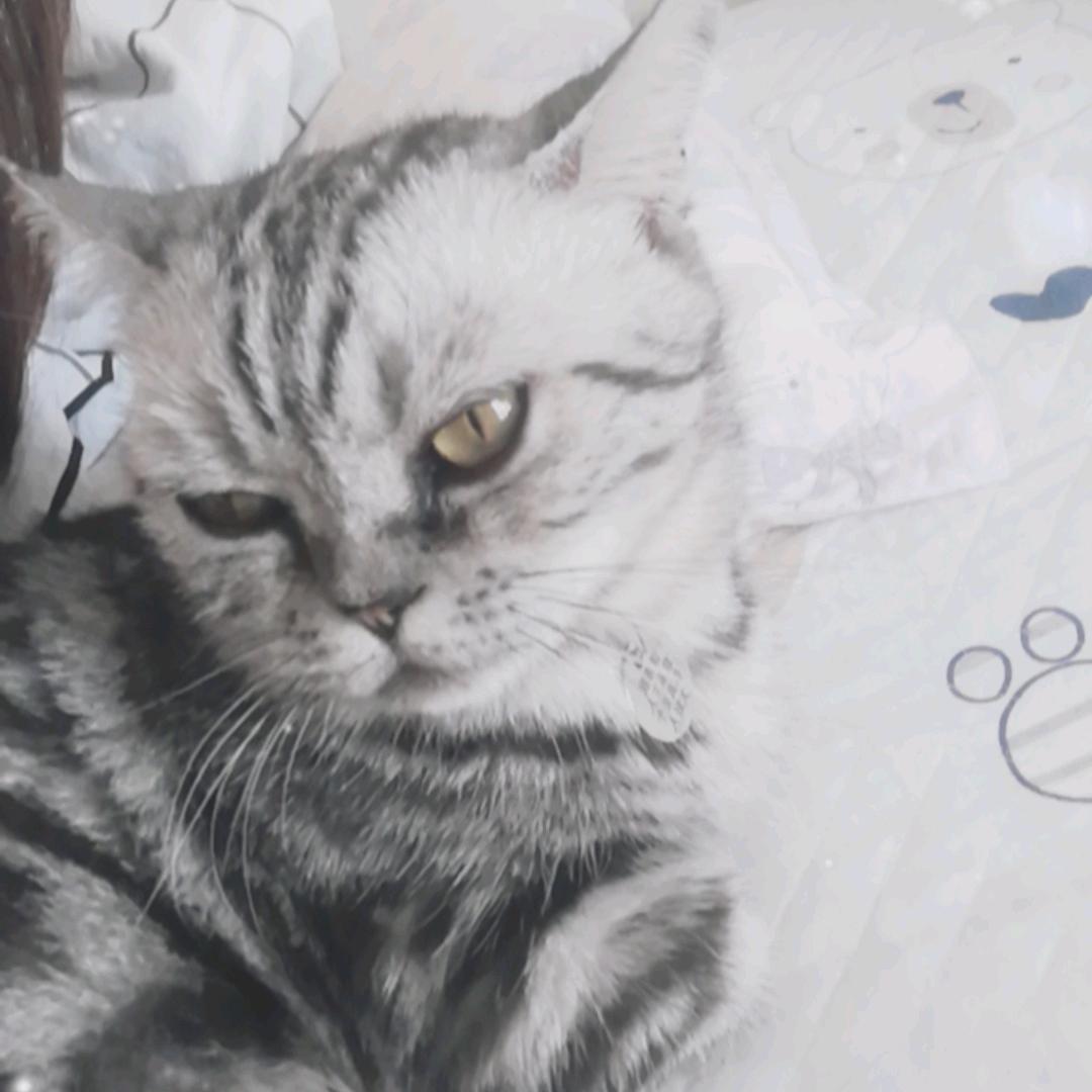 我是一个猫