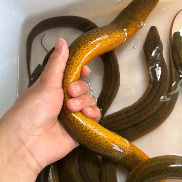 鲜活汇水产农货精选