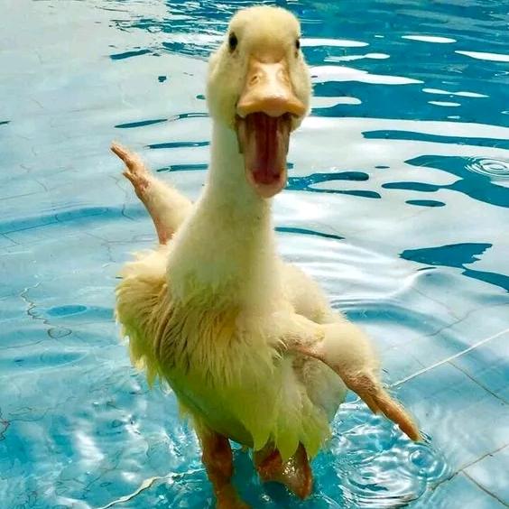 哪有人天天空军哦