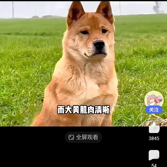 菲菲小狗
